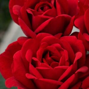 Jugendliebe®