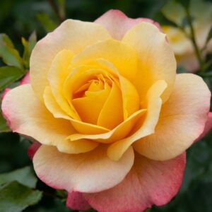 Rose der Hoffnung®